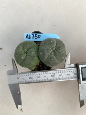 Lophophora williamsii