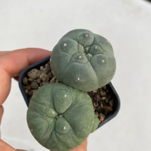 Lophophora williamsii