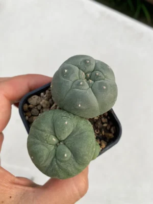 Lophophora williamsii