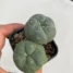 Lophophora williamsii