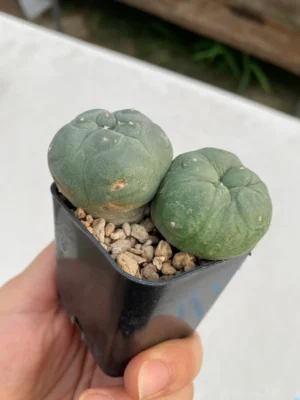Lophophora williamsii