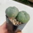 Lophophora williamsii
