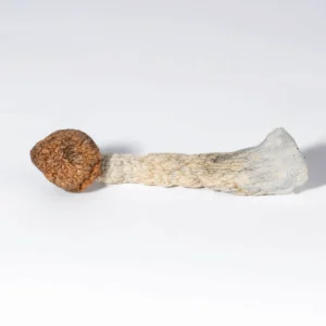 Blue Meanie Mushrooms